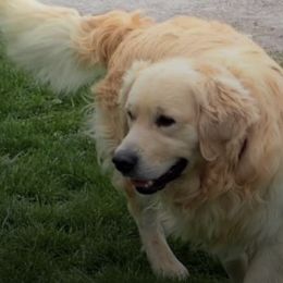Golden Retrievers from Heavens Gift