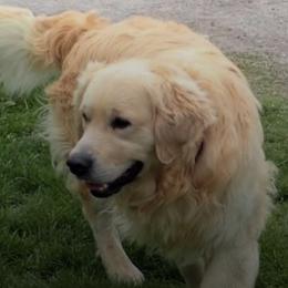 Golden Retrievers from Heavens Gift