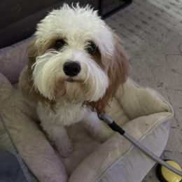 Plumita - Cavapoo