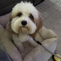 Plumita - Cavapoo