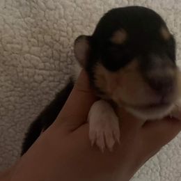 Collie and English Springer Spaniel Puppies from Briarcreek