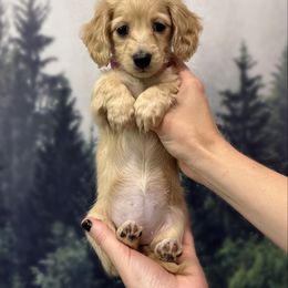Pink Collar - Cream female Dachshund puppy in Lexington, Kentucky from Wilderness Weenies