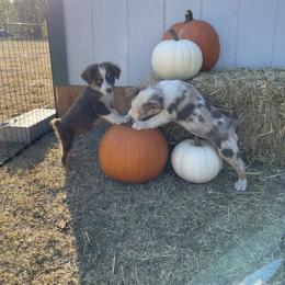 Miniature Australian Shepherd Puppies from Wild Outlaw Aussies