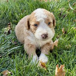 Pumpkin - Red male Bernedoodle puppy in Springville, Utah from Oodles of Bernedoodles