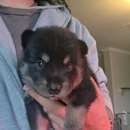 Flint - Black male Pomsky puppy in Weir, Texas from Bluebonnet Pomskies