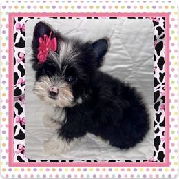 Maggie - Parti female Yorkshire Terrier puppy in Annandale, Virginia from Artisan Yorkies LLC