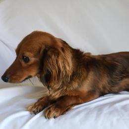 Jane - Dachshund