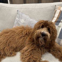 Cavapoo puppies from Wonderful World Doodles