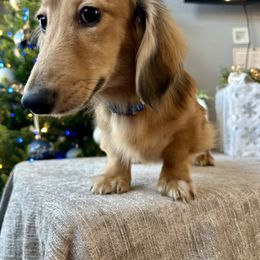 Eddie - Cream male Dachshund puppy in Temecula, California from Naomi Magee's Dachshund Kennel