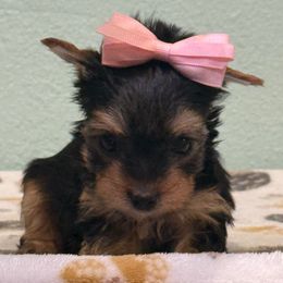 Aurora - Black and gold female Yorkshire Terrier puppy in Los Angeles, California from 818 Yorkies