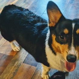 American Corgi and Pembroke Welsh Corgi Puppies from Beebe’s Corgis