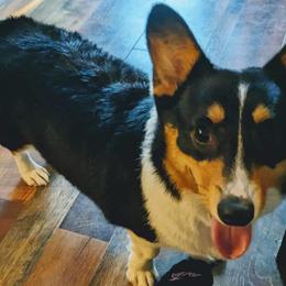 American Corgi and Pembroke Welsh Corgi Puppies from Beebe’s Corgis