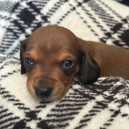 Girl 2 - Red female Dachshund puppy in Montrose, Michigan from Livy’s Doodles