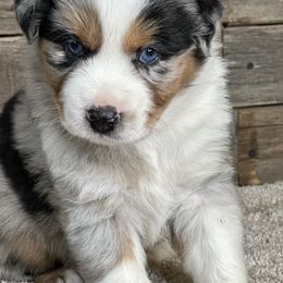 Miniature Australian Shepherd Puppies from Little Woods