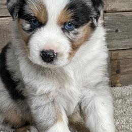 Miniature Australian Shepherd Puppies from Little Woods