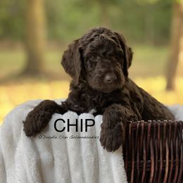 Goldendoodle Puppies from O’Doodle Clan Goldendoodles