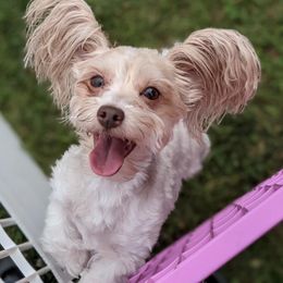 Bella - Yorkshire Terrier