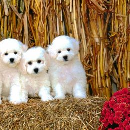  Puppies from The Blessed Bichons