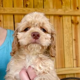 Woody - Buff male Cockapoo puppy in Holton, Indiana from MoonShine Babies