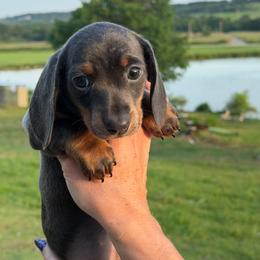 Fancy - Gray (blue) and tan female Dachshund puppy in Skiatook, Oklahoma from Little Weiner Ranch