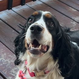 English Springer Spaniels from Petite Ville Springers