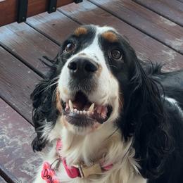 English Springer Spaniels from Petite Ville Springers