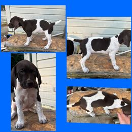 Dark Blue Boy - White and liver German Shorthaired Pointer puppy in Export, Pennsylvania from Pisone Pointer's
