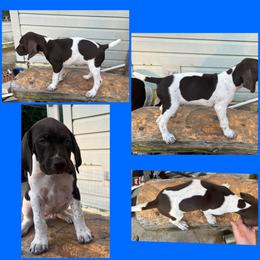 Dark Blue Boy - White and liver German Shorthaired Pointer puppy in Export, Pennsylvania from Pisone Pointer's