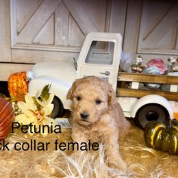 Petunia - Red  female Goldendoodle puppy in North Branch, Michigan from Graceful Miniature Goldendoodles