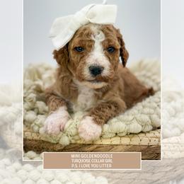 Turquoise collar - Red  female Goldendoodle puppy in Newcastle, Oklahoma from Ritzy Creek Doodles