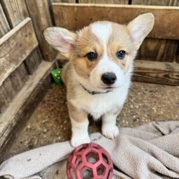 Cupid - Sable male Pembroke Welsh Corgi puppy in Millsap, Texas from Punchy Pembroke Ranch