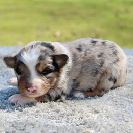 Sunny - Blue merle male Miniature Australian Shepherd puppy in Bauxite, Arkansas from J and B Mini Aussies