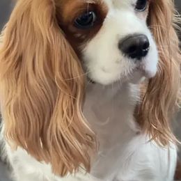 Cavalier King Charles Spaniels from Freeman's Royal Cavaliers