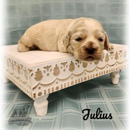 Julius - Red roan male Cocker Spaniel puppy in Tecumseh, Oklahoma from Gambill's Cocker Spaniel Cuties