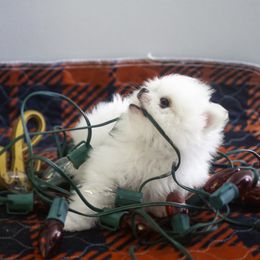 Pomeranian Puppies from Doc’s Little Poms