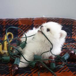Pomeranian Puppies from Doc’s Little Poms