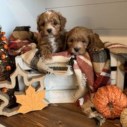 Bernedoodle, Cavalier King Charles Spaniel, and Cavapoo Puppies from Harper Haven Cavaliers & Doodles