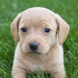Cassius - Cream male Dachshund puppy in Salem, Oregon from Longdox Mini Dachshunds