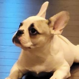 French Bulldogs from Northern Lights Kennel