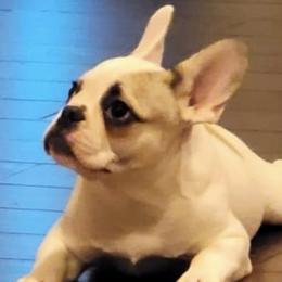 French Bulldogs from Northern Lights Kennel