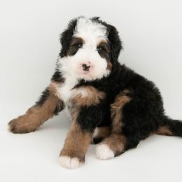 Joy - female Australian Mountain Doodle puppy in Franklin County, Missouri from Brick House Farm Doodles