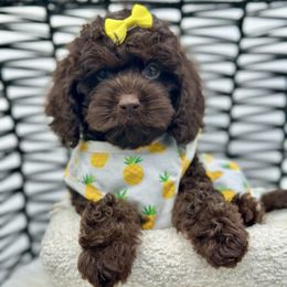 Mimosa - Brown female Cockapoo puppy in Palm Beach County, Florida from Benji’s Cockapoos