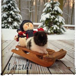 Lazuli - White and black male Shetland Sheepdog puppy in Minnesota from Sheltie Puppies