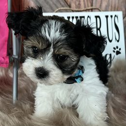 Shorkie Puppies from Shorkies R Us Breeding