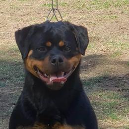 Hera - Rottweiler