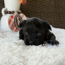 Gypsy - Black female Yorkipoo puppy in Hardin, Texas from Oodlesoflildoodles