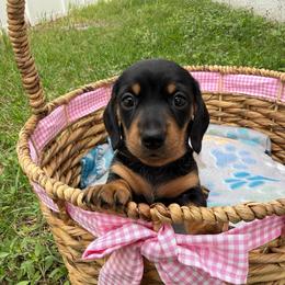 Pidge - Black and tan female Dachshund puppy in Palm Bay, Florida from Anastasia’s Royal Weenies
