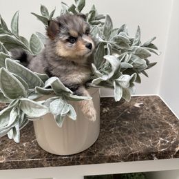 Sage - Merle female Pomsky puppy in Cave Creek, Arizona from Arizona Luxury Pomskies