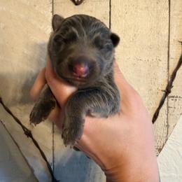 Blue tan girl - Blue female German Shepherd puppy in California from Singleton Shepherds