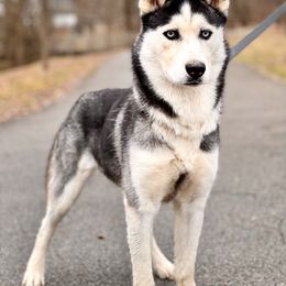 Meesha - Siberian Husky